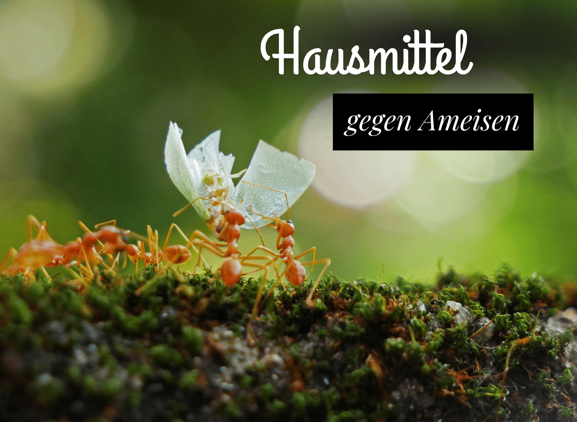 Read more about the article Hausmittel gegen Ameisen – was hilft wirklich?