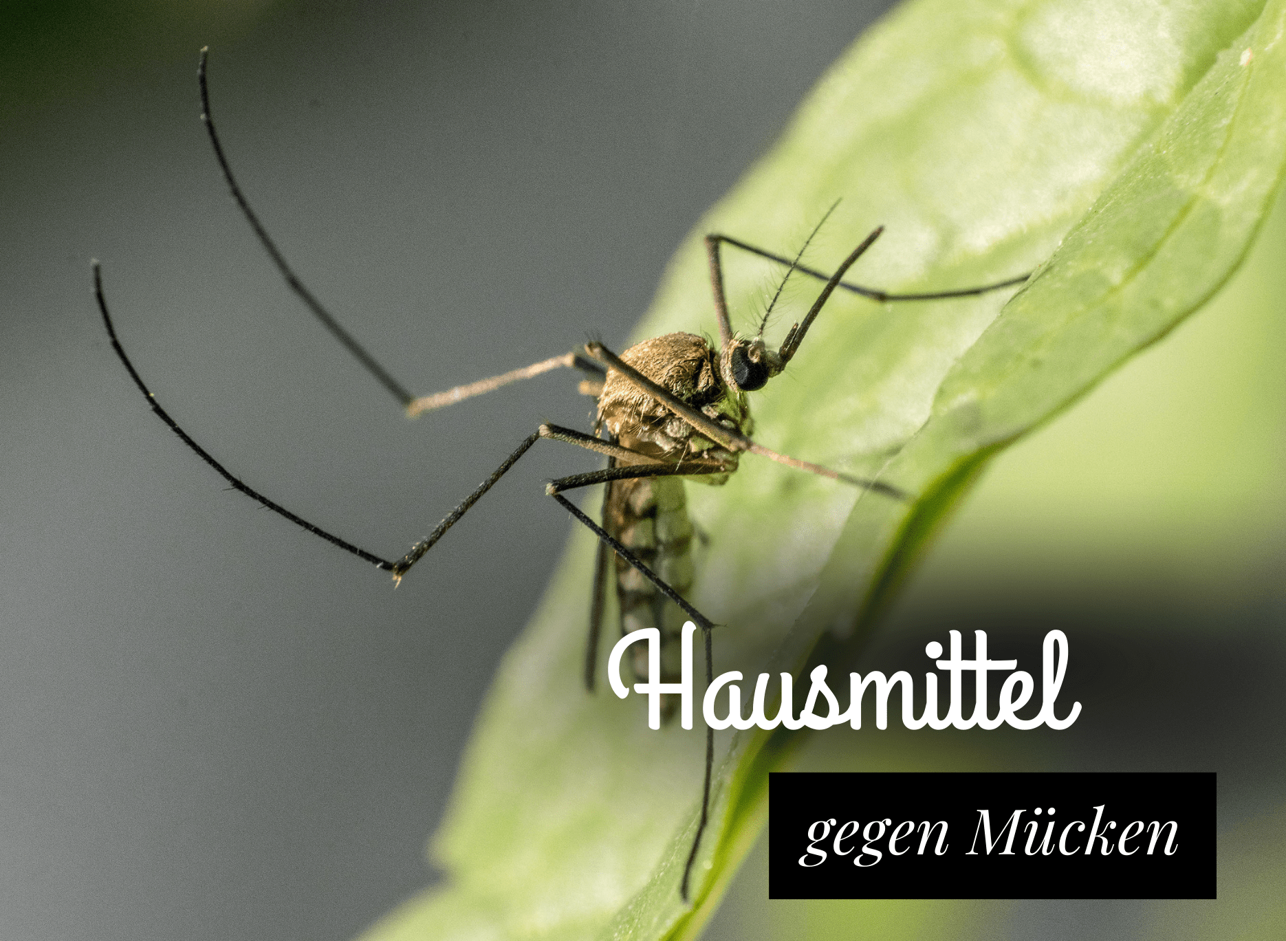 Read more about the article Hausmittel gegen Mückenstiche – was hilft wirklich?