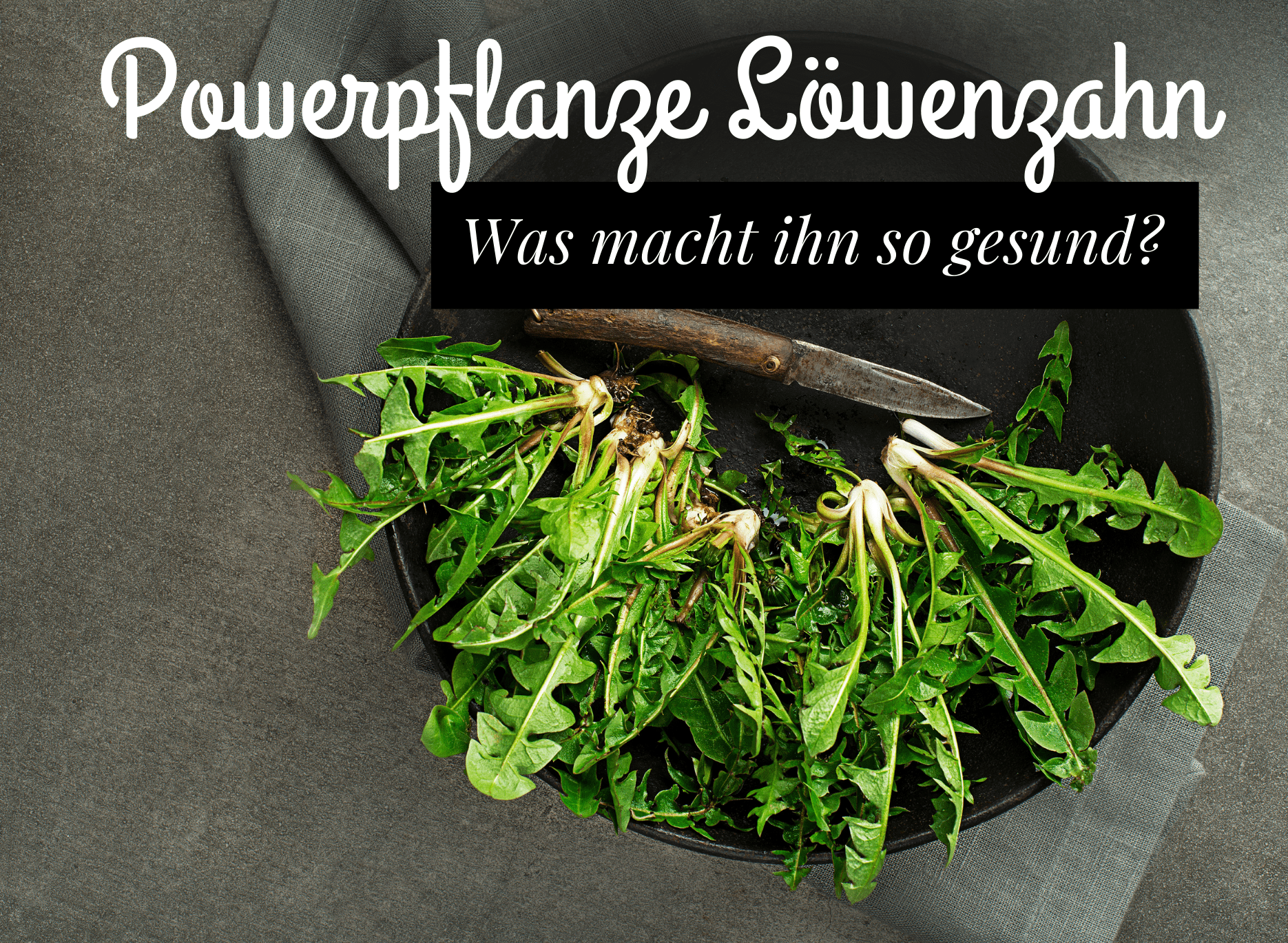 Read more about the article Powerpflanze Löwenzahn – was macht ihn so gesund?