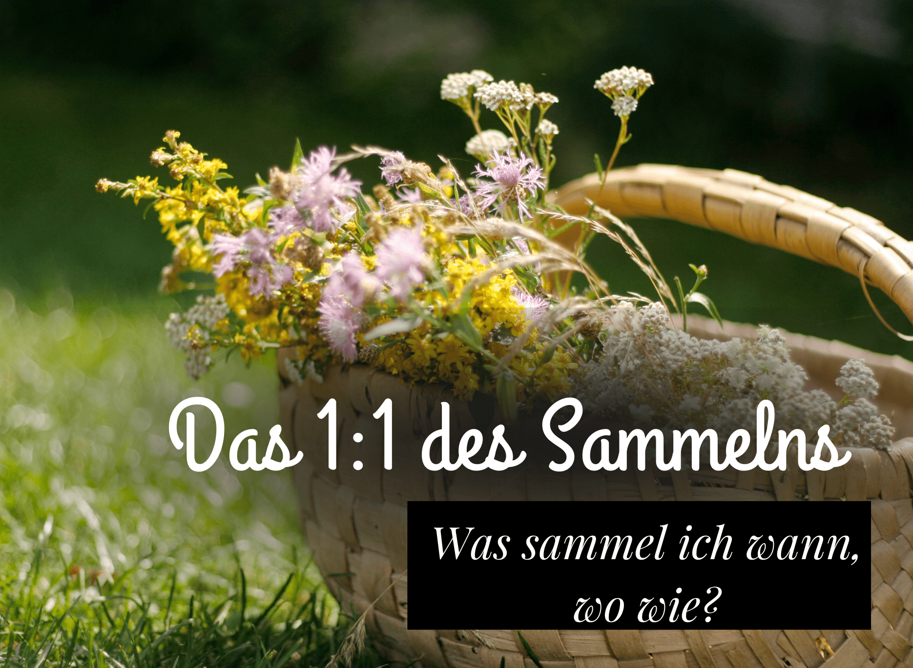 Read more about the article Das 1:1 des Sammelns – was sammle ich wann, wo und wie?