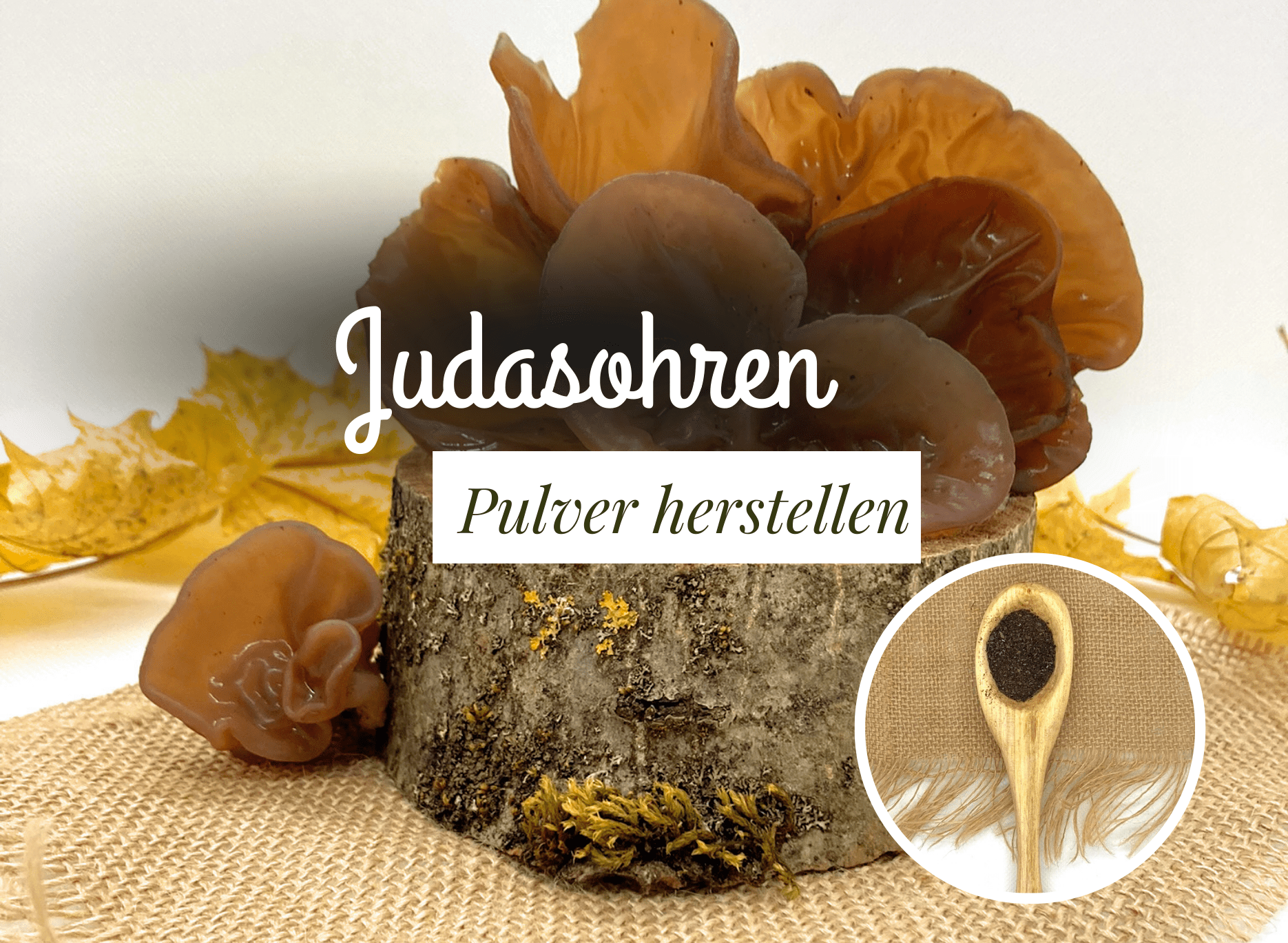 Read more about the article Vitalpulver aus Judasohren (Mu-Err) herstellen