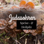 Judasohren – Speisepilz und Heilpilz