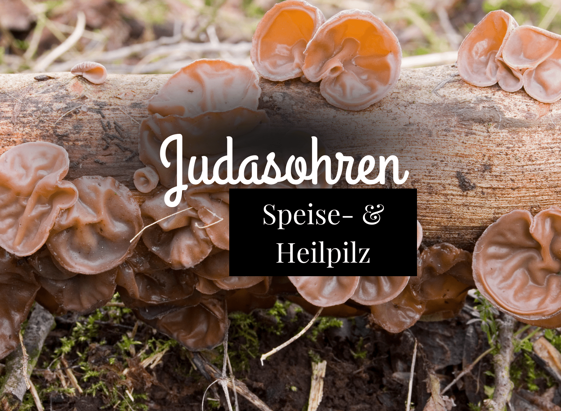 Read more about the article Judasohren – Speisepilz und Heilpilz