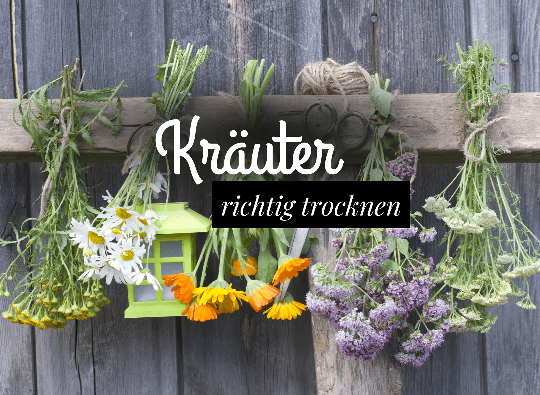 Read more about the article Kräuter trocknen – wie trockne ich Wildkräuter richtig?