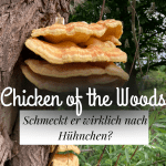 Schwefelporling „Chicken of the Woods“ sammeln und zubereiten