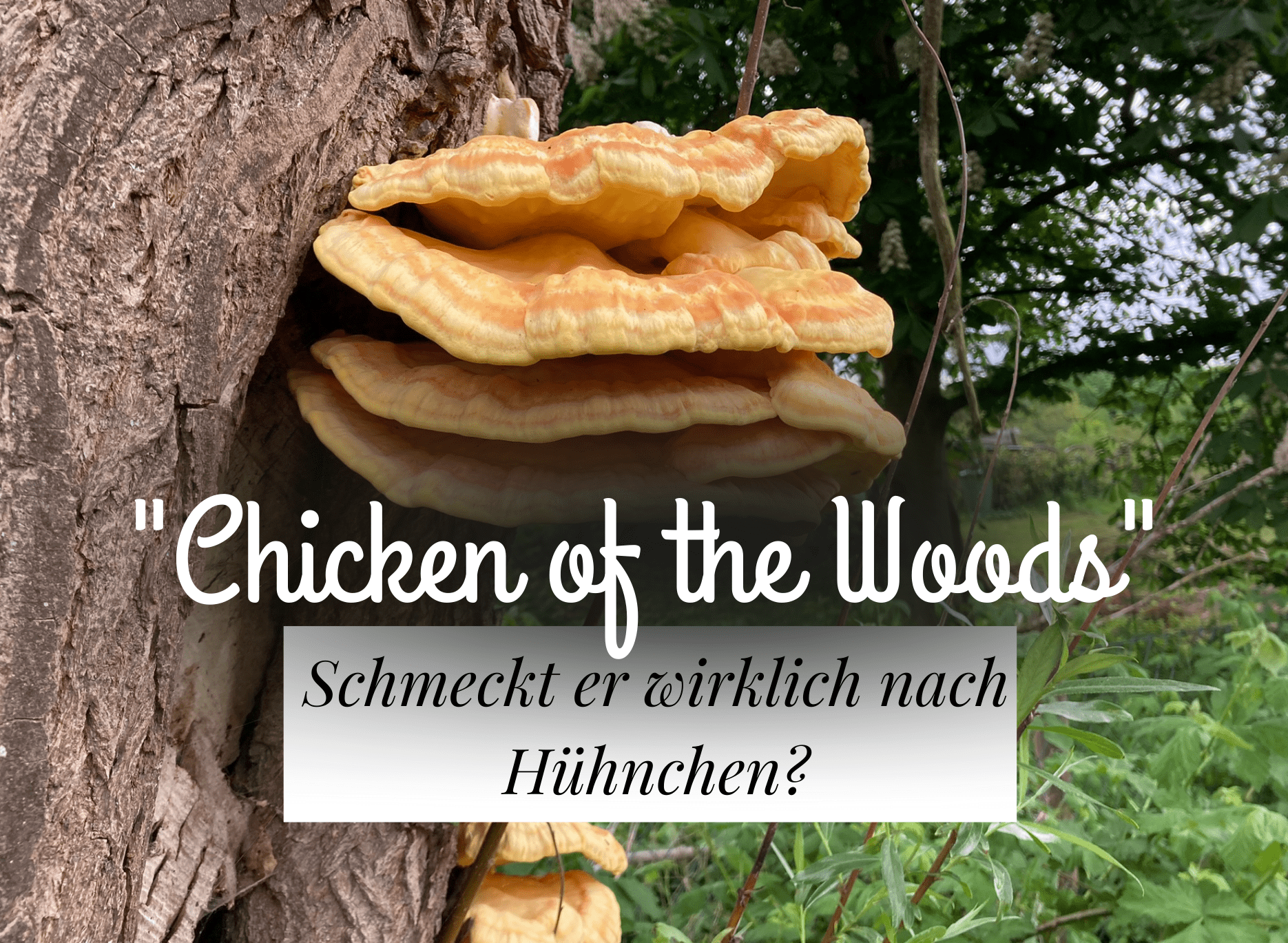 Read more about the article Schwefelporling „Chicken of the Woods“ sammeln und zubereiten