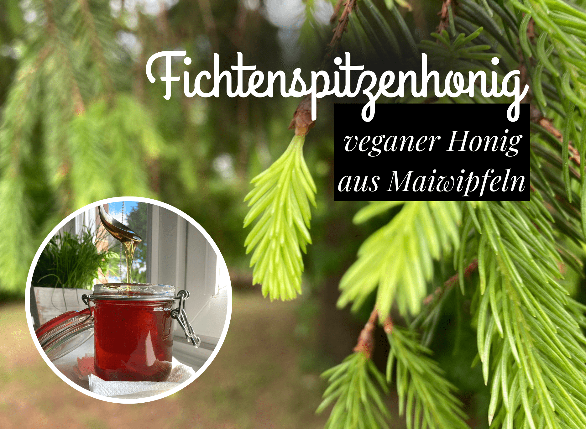 Read more about the article Fichtenspitzenhonig – veganen Honig selber machen
