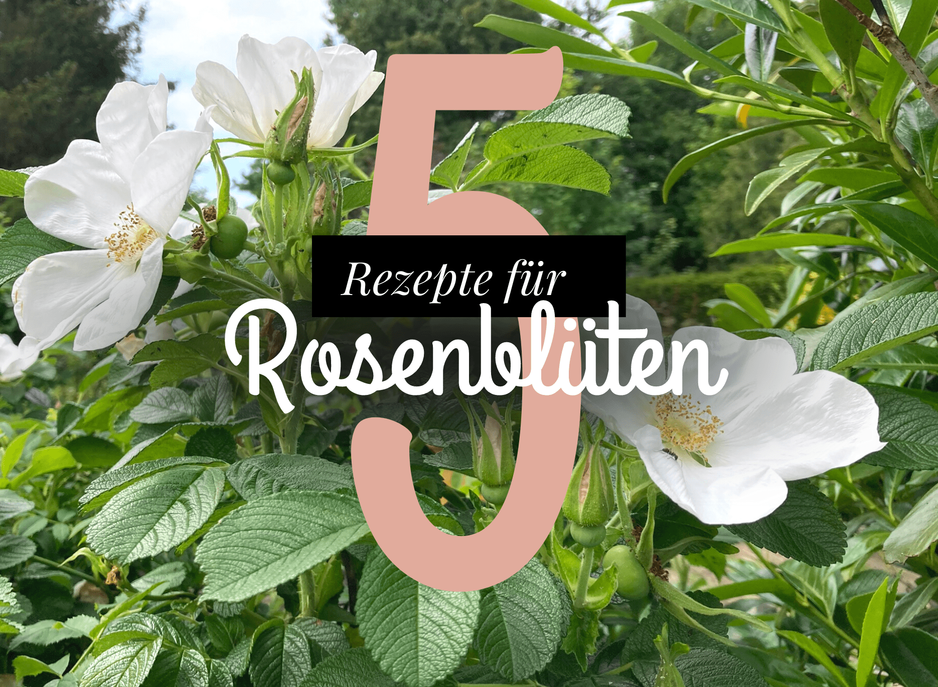Read more about the article Wildrosen – 5 Rezepte für Rosenblüten