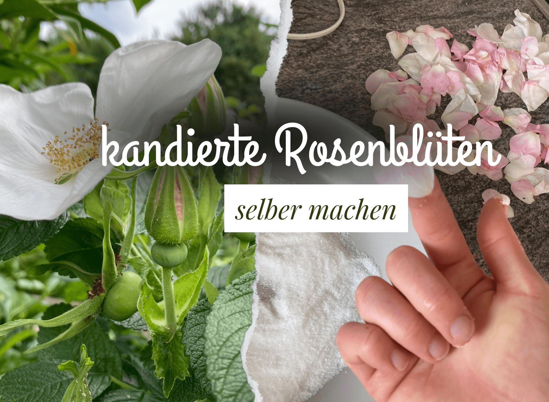 You are currently viewing Kandierte Rosenblüten