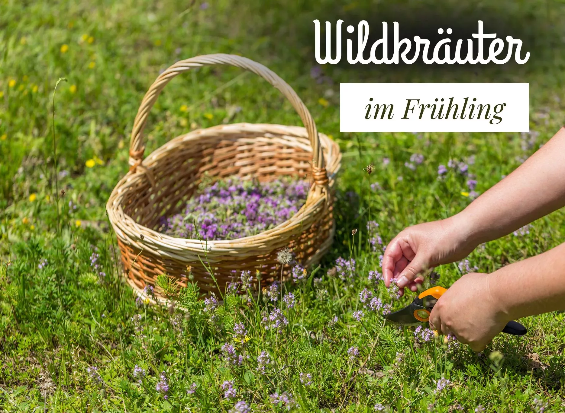 Read more about the article Wildkräuter im Frühling sammeln