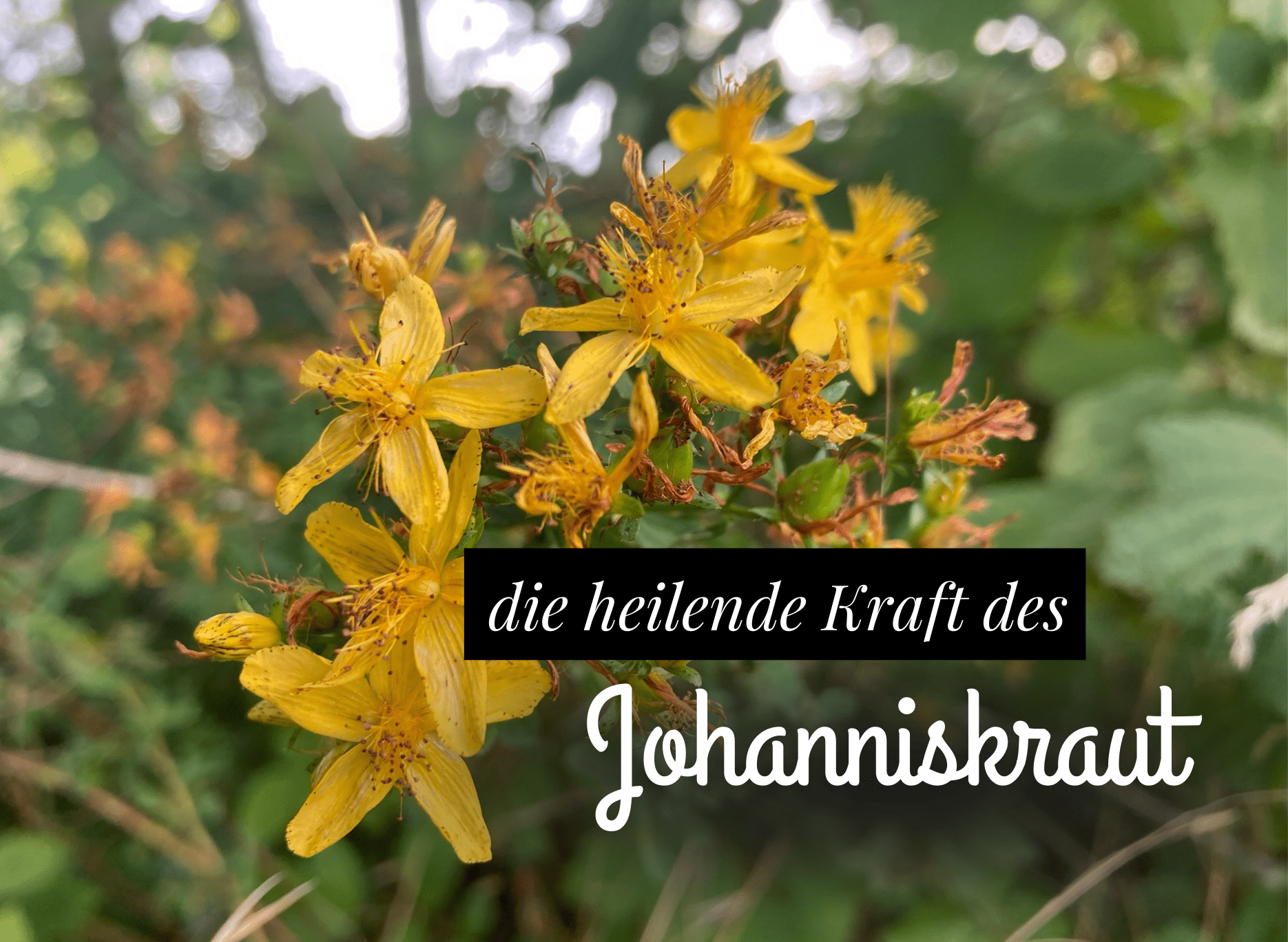 Read more about the article Johanniskraut – mit Sommerblume Depressionen begegnen