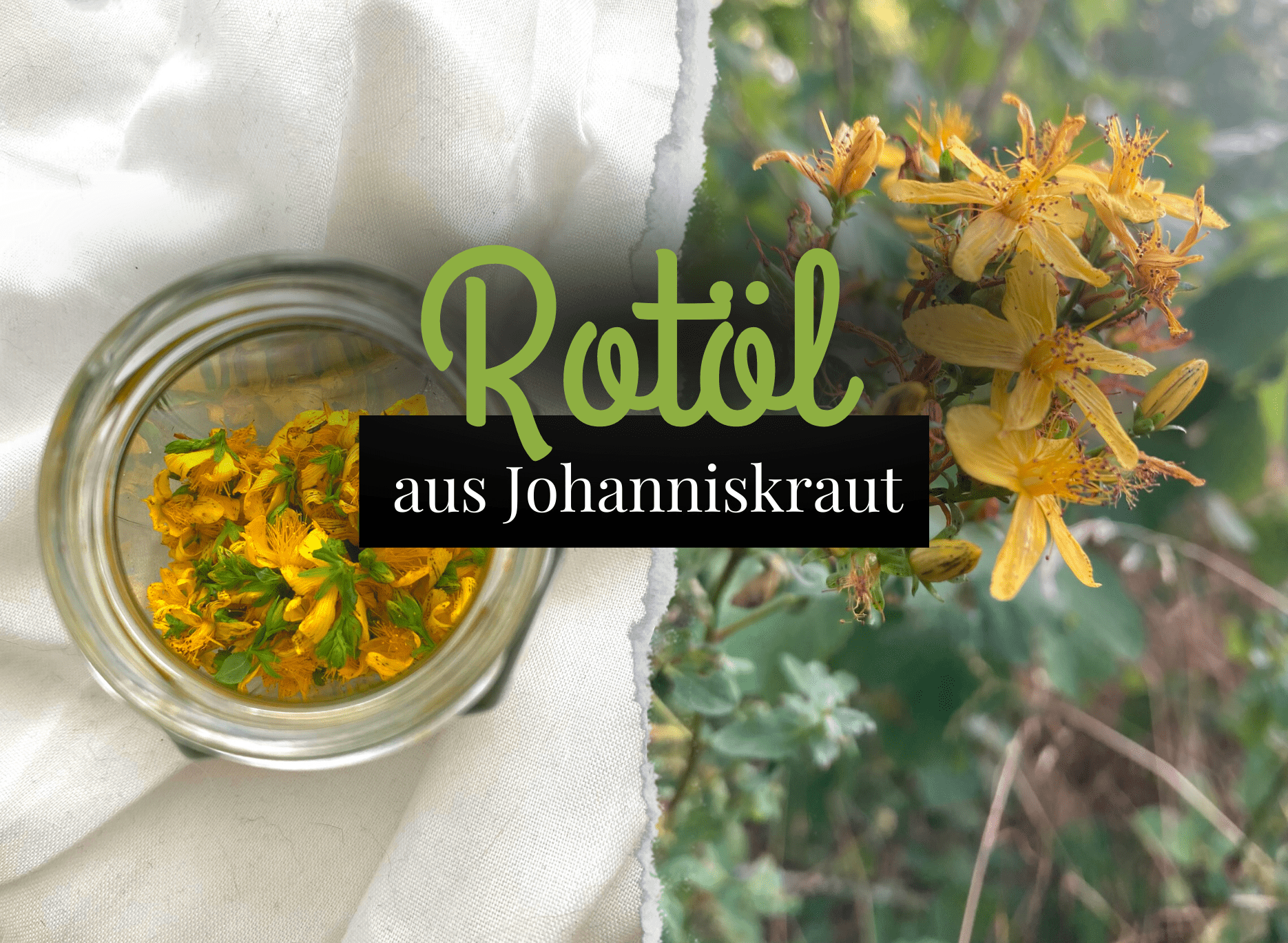Read more about the article Rotöl selber herstellen