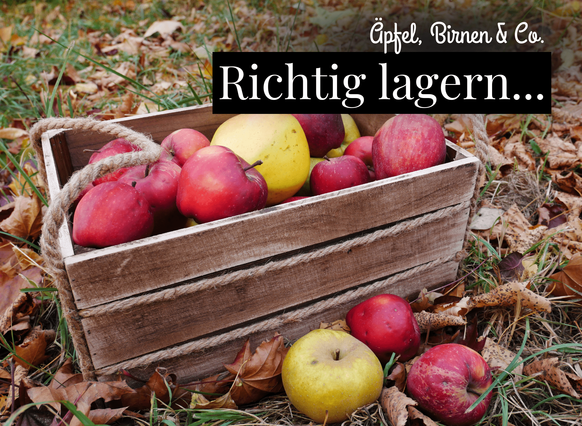 Read more about the article Obst lagern – Äpfel, Birnen & Co. einlagern