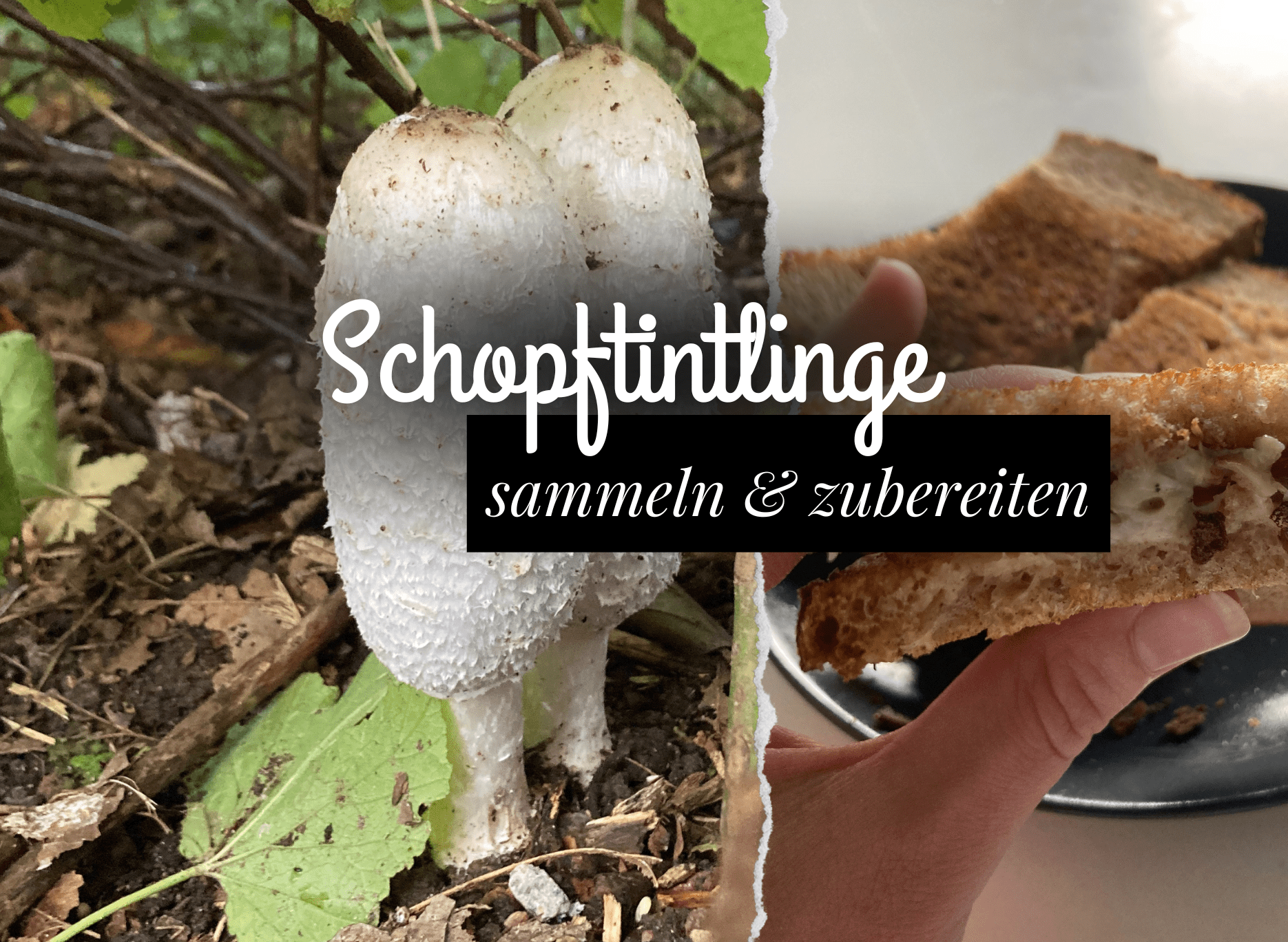 Read more about the article Schopftintlinge finden und zubereiten