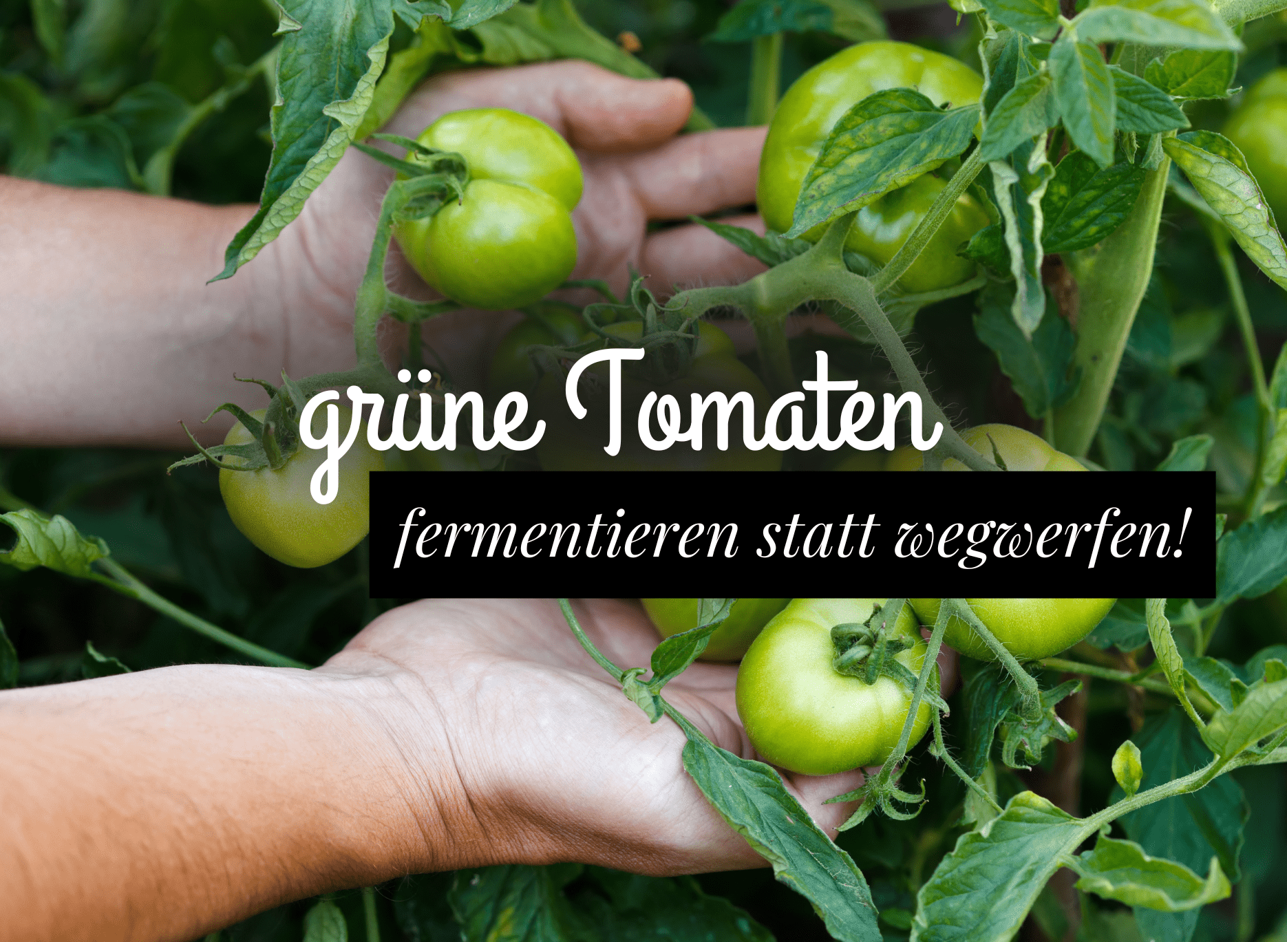 Mehr über den Artikel erfahren grüne Tomaten fermentieren