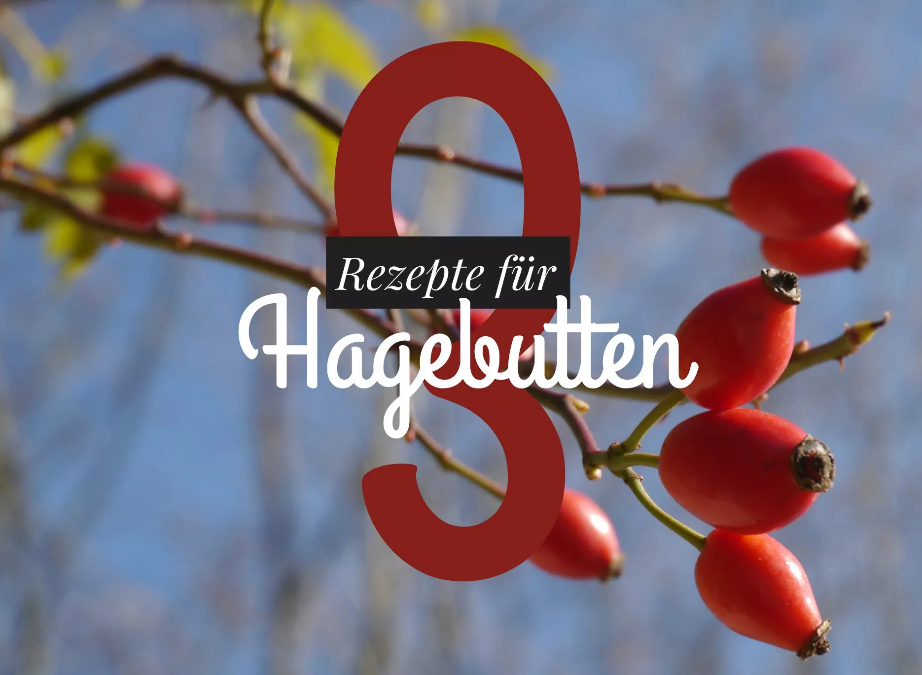 You are currently viewing Kraftpaket Hagebutte – 3 Rezepte für die rote Beere