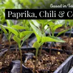 Aussaat im Februar: Jetzt wachsen Paprika, Chili und Co.