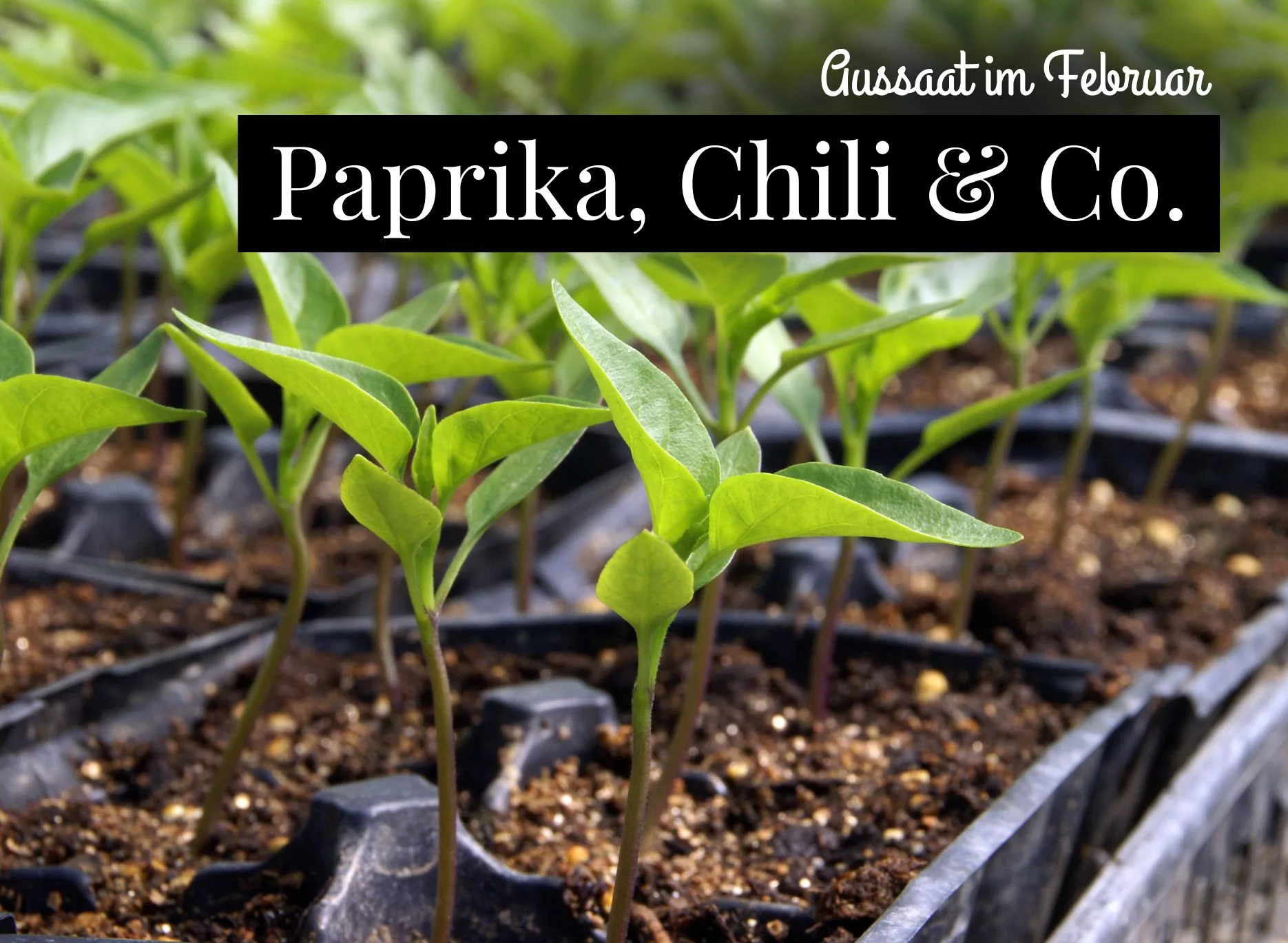 You are currently viewing Aussaat im Februar: Jetzt wachsen Paprika, Chili und Co.