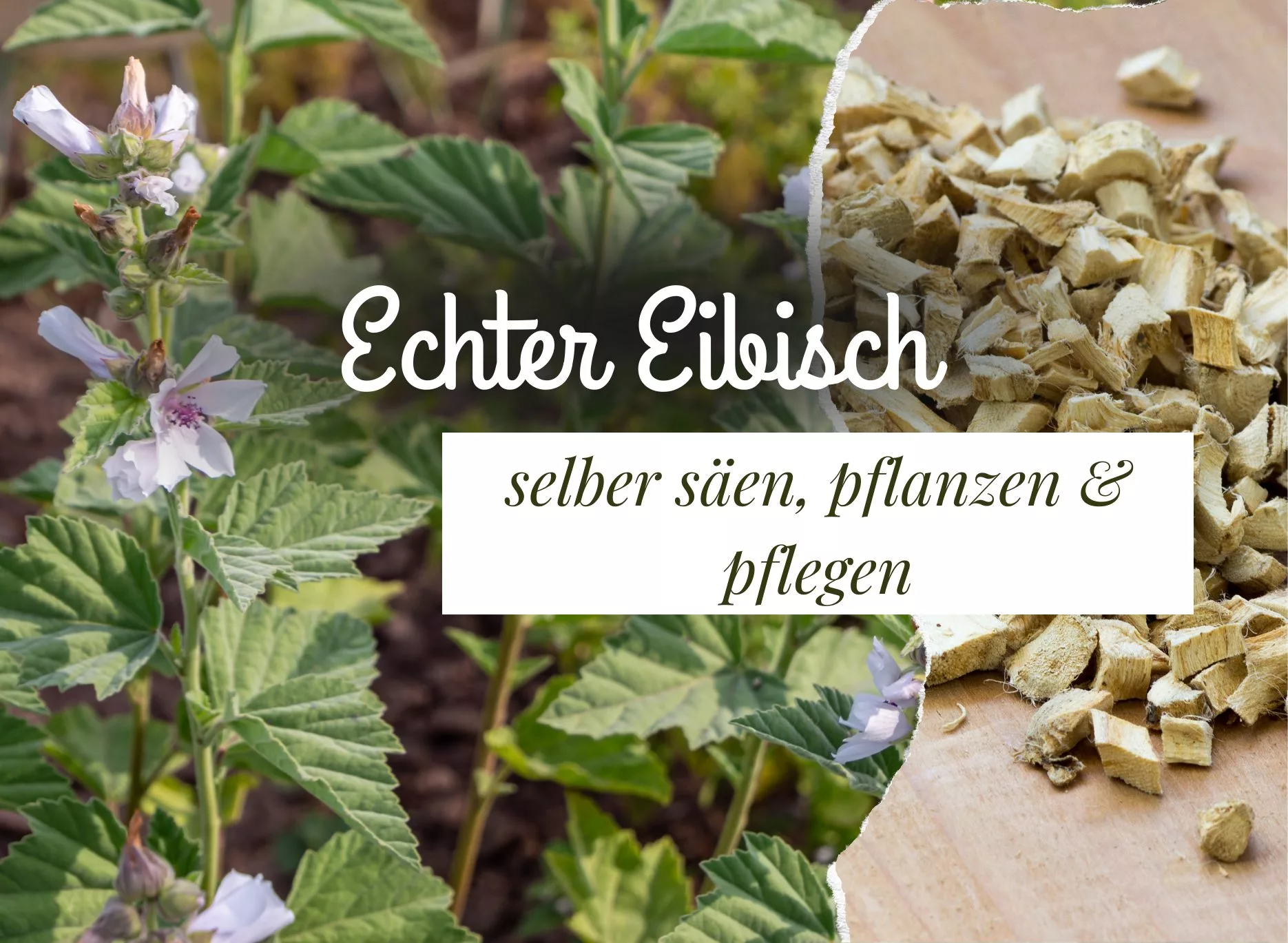 Read more about the article Echten Eibisch säen, pflanzen & pflegen