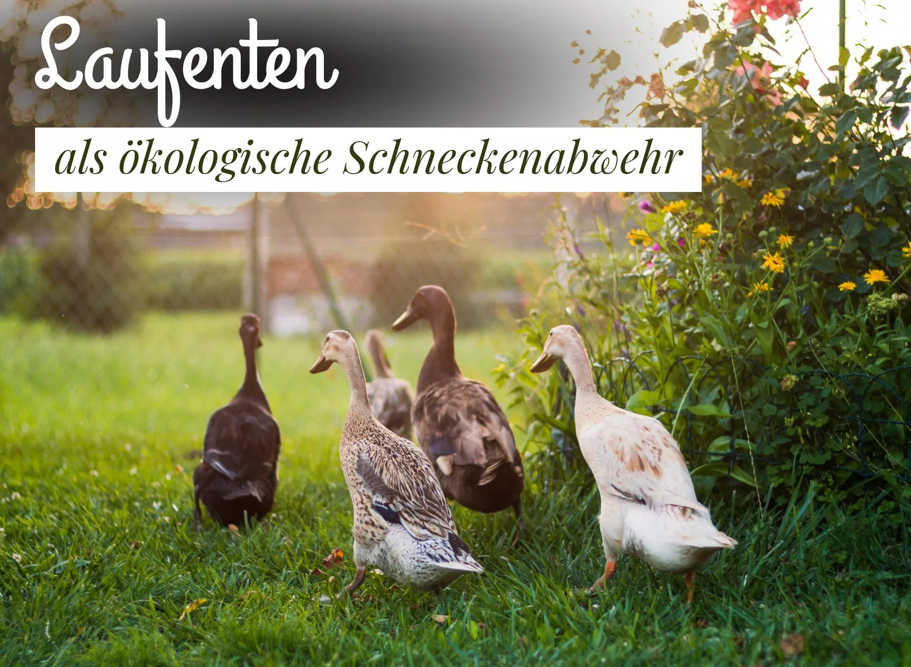 Read more about the article Laufenten als ökologische Schneckenabwehr