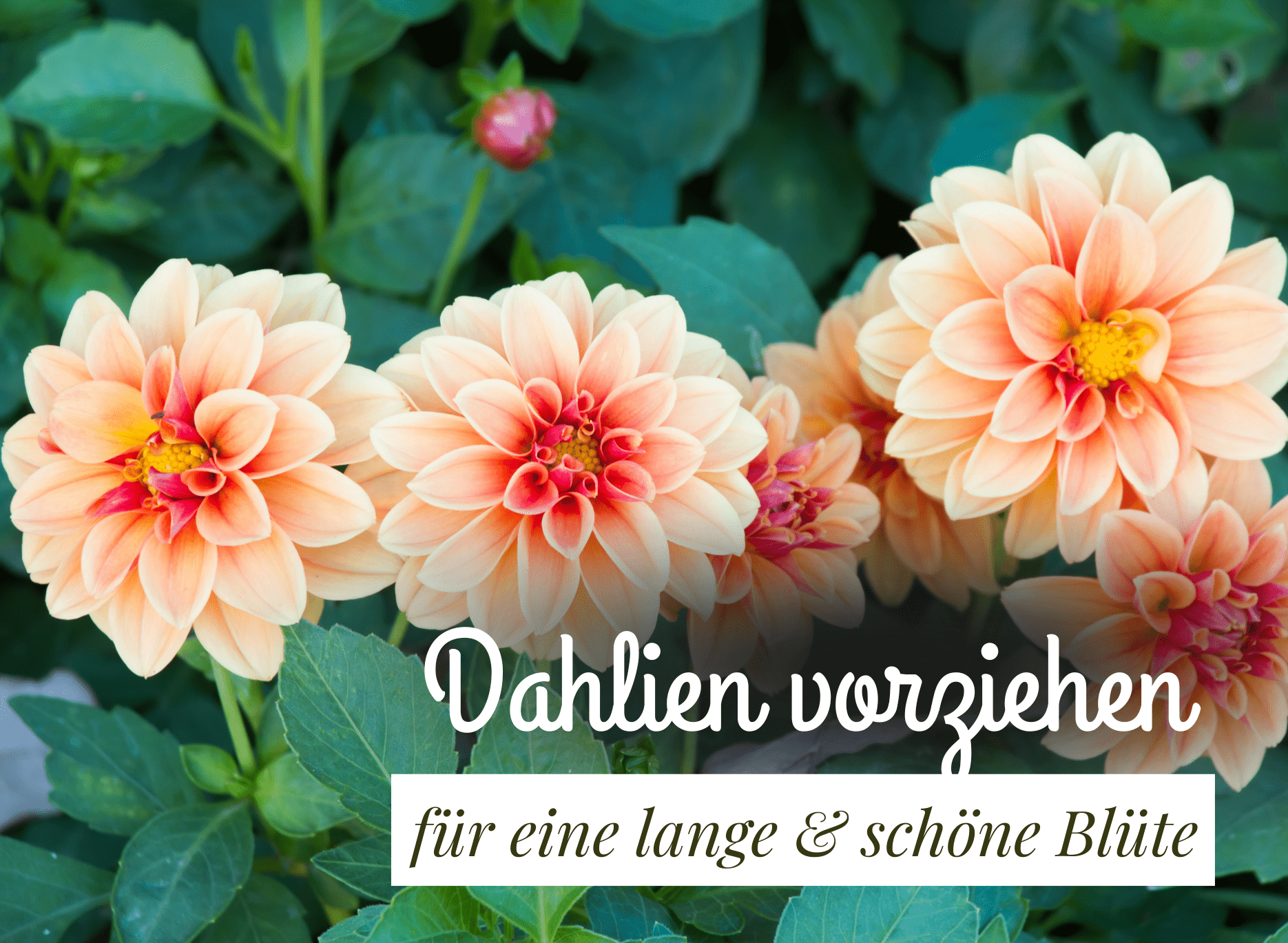 You are currently viewing Dahlien vorziehen – so klappt es!