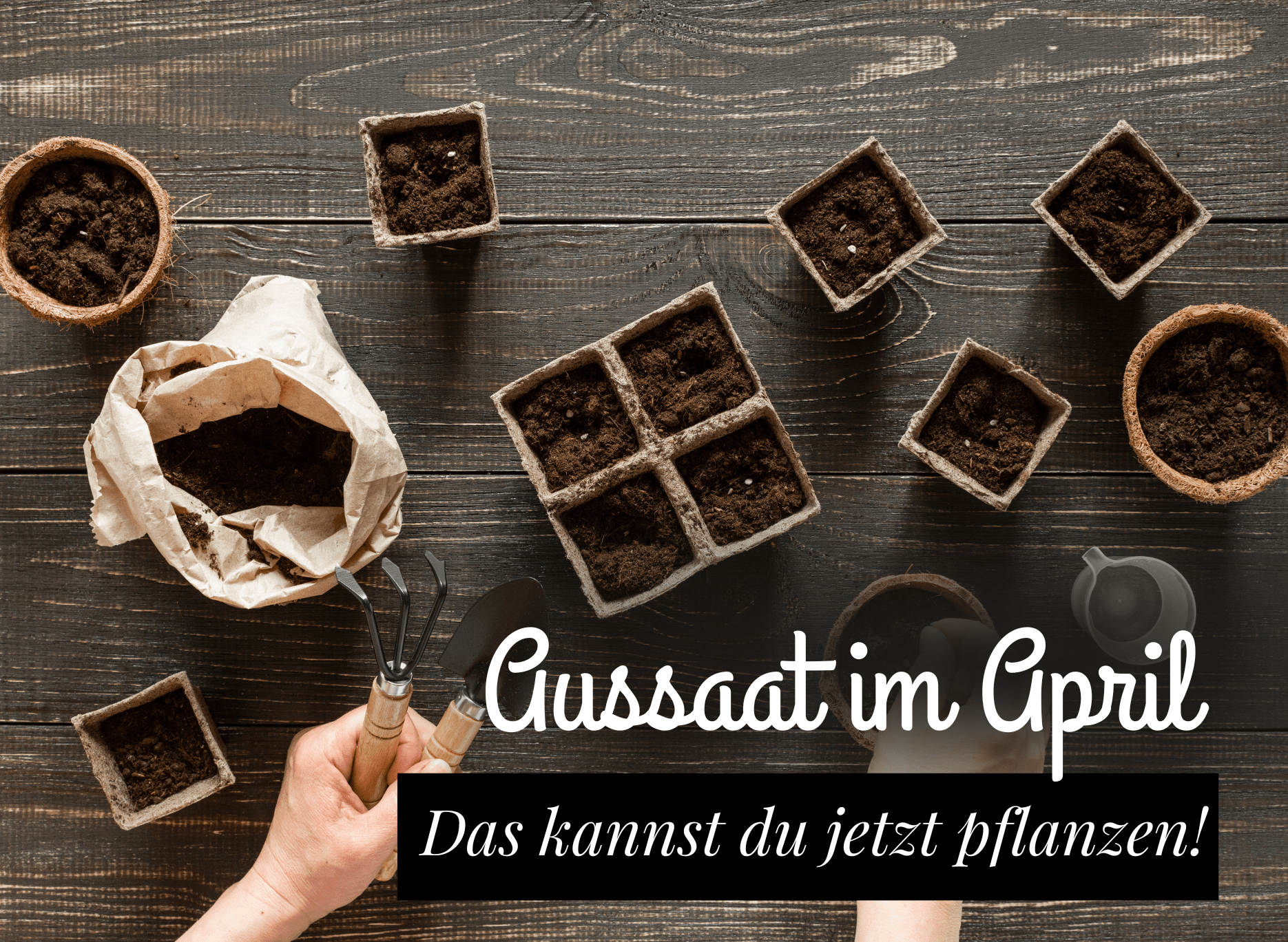 Read more about the article April Aussaat – im Freiland und auf der Fensterbank
